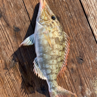 本部釣りイカダ 釣果