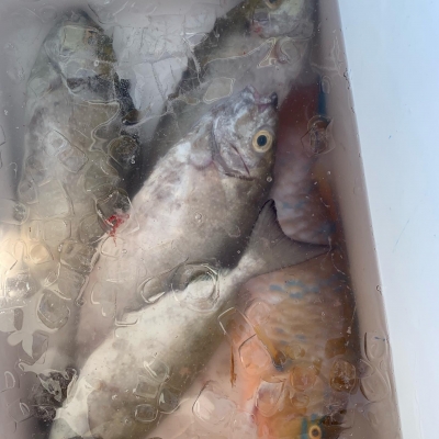 本部釣りイカダ 釣果