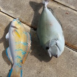 本部釣りイカダ 釣果