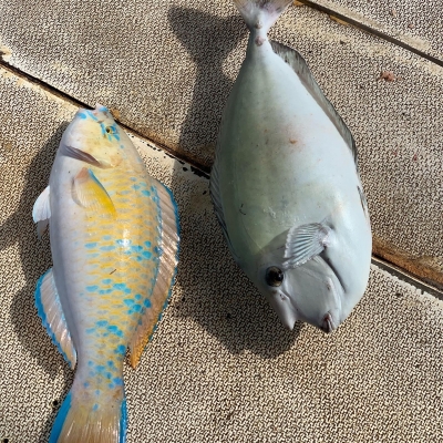 本部釣りイカダ 釣果