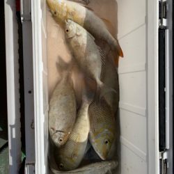 本部釣りイカダ 釣果