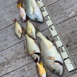 本部釣りイカダ 釣果