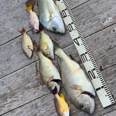 本部釣りイカダ 釣果