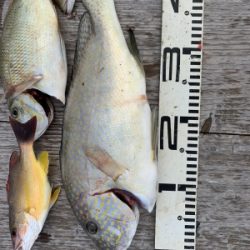 本部釣りイカダ 釣果