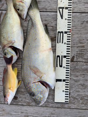 本部釣りイカダ 釣果