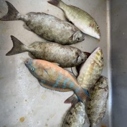 本部釣りイカダ 釣果