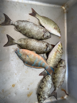 本部釣りイカダ 釣果