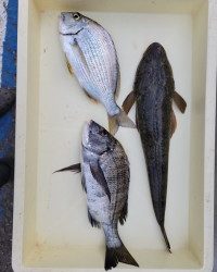 和歌山マリーナシティ釣り公園 釣果