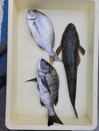 和歌山マリーナシティ釣り公園 釣果