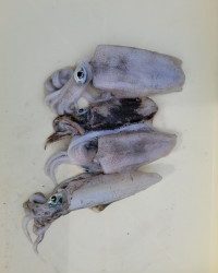 和歌山マリーナシティ釣り公園 釣果