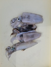 和歌山マリーナシティ釣り公園 釣果