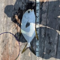 本部釣りイカダ 釣果