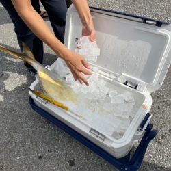 本部釣りイカダ 釣果