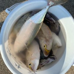 本部釣りイカダ 釣果