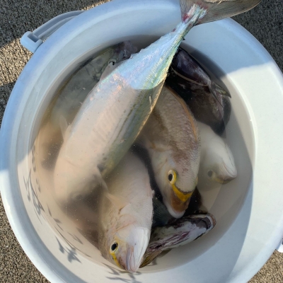 本部釣りイカダ 釣果