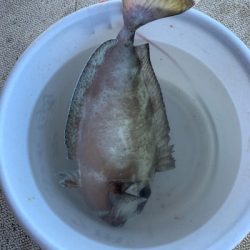 本部釣りイカダ 釣果