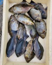 和歌山マリーナシティ釣り公園 釣果