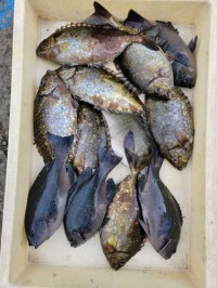 和歌山マリーナシティ釣り公園 釣果