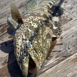 本部釣りイカダ 釣果