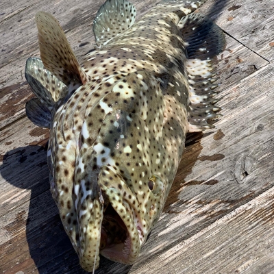 本部釣りイカダ 釣果