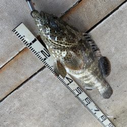 本部釣りイカダ 釣果