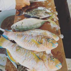 本部釣りイカダ 釣果