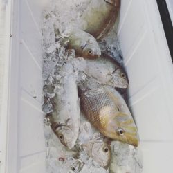 本部釣りイカダ 釣果