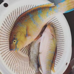 本部釣りイカダ 釣果