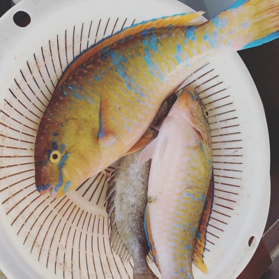 本部釣りイカダ 釣果