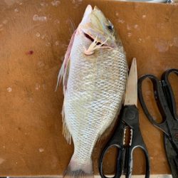 本部釣りイカダ 釣果