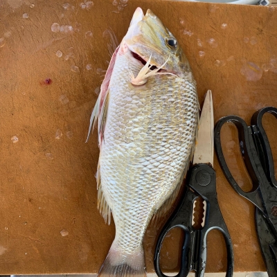 本部釣りイカダ 釣果
