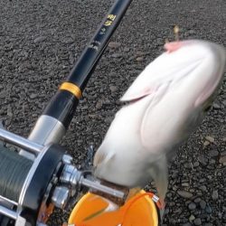 カツオ本格化・ヤイトカツオ(本スマ)も2匹混じる