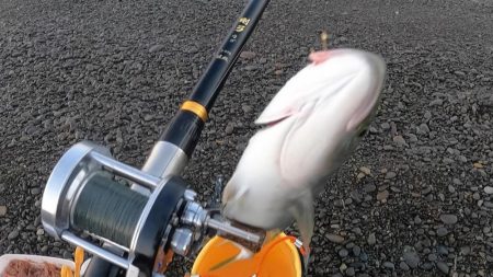 カツオ本格化・ヤイトカツオ(本スマ)も2匹混じる