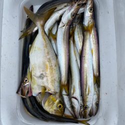 あみや渡船 釣果