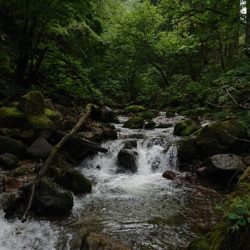 会津大川(会津非出資漁業協同組合) 釣果