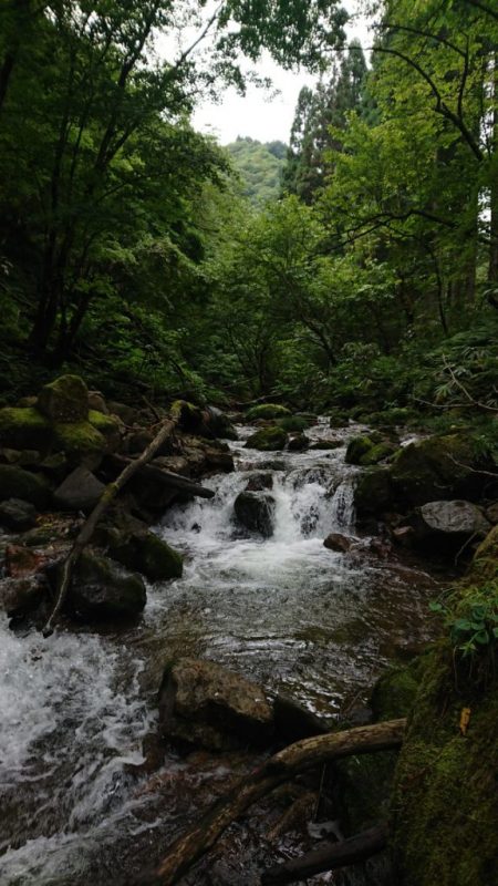 会津大川(会津非出資漁業協同組合) 釣果