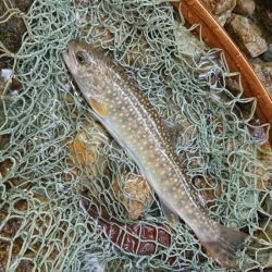 会津大川(会津非出資漁業協同組合) 釣果