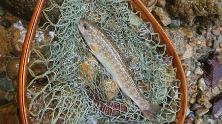 会津大川（会津非出資漁業協同組合） 釣果