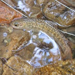 会津大川(会津非出資漁業協同組合) 釣果