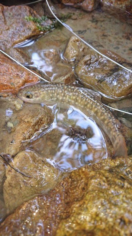 会津大川(会津非出資漁業協同組合) 釣果