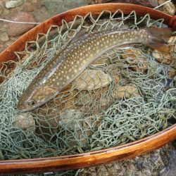 会津大川(会津非出資漁業協同組合) 釣果