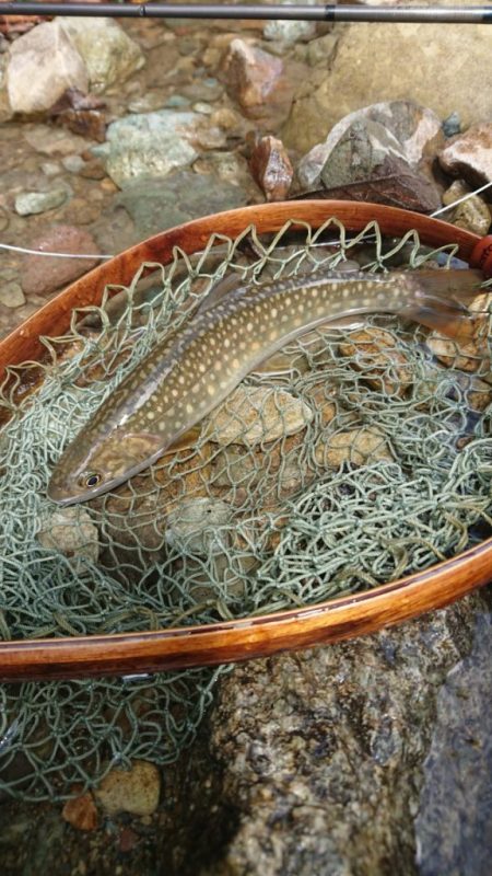 会津大川(会津非出資漁業協同組合) 釣果