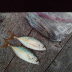 こかわ渡船 雅丸 釣果