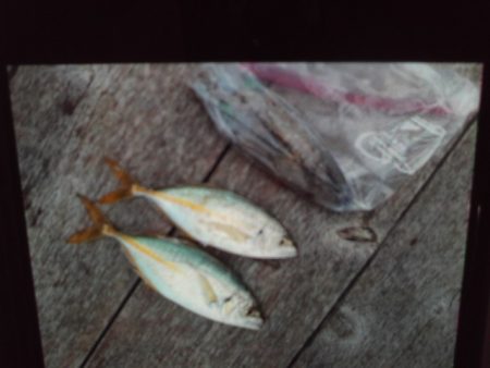 こかわ渡船　雅丸 釣果