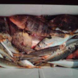 こかわ渡船 雅丸 釣果