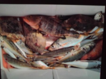 こかわ渡船　雅丸 釣果