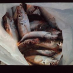 こかわ渡船　雅丸 釣果