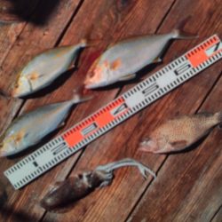 こかわ渡船　雅丸 釣果