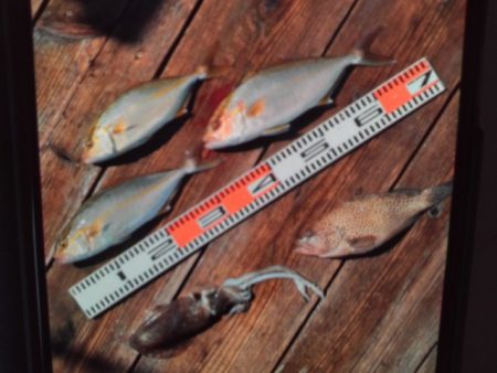 こかわ渡船　雅丸 釣果