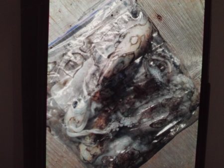 こかわ渡船　雅丸 釣果